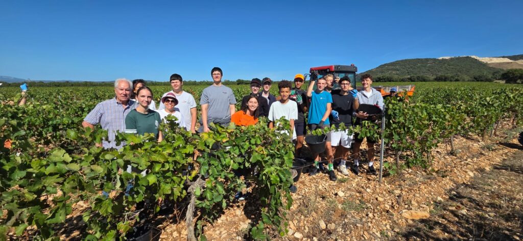 vendanges élèves germaniques