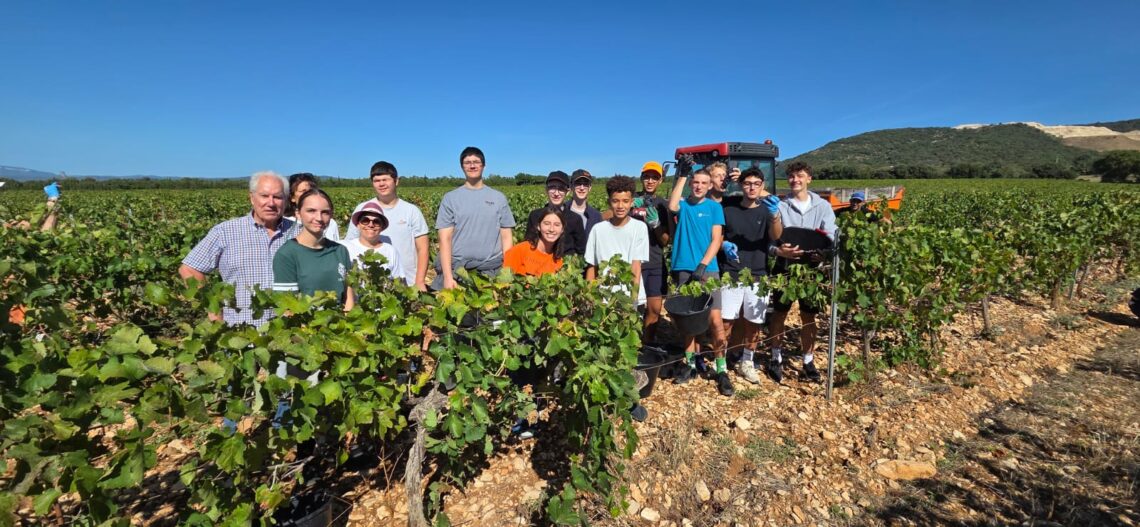 vendanges élèves germaniques