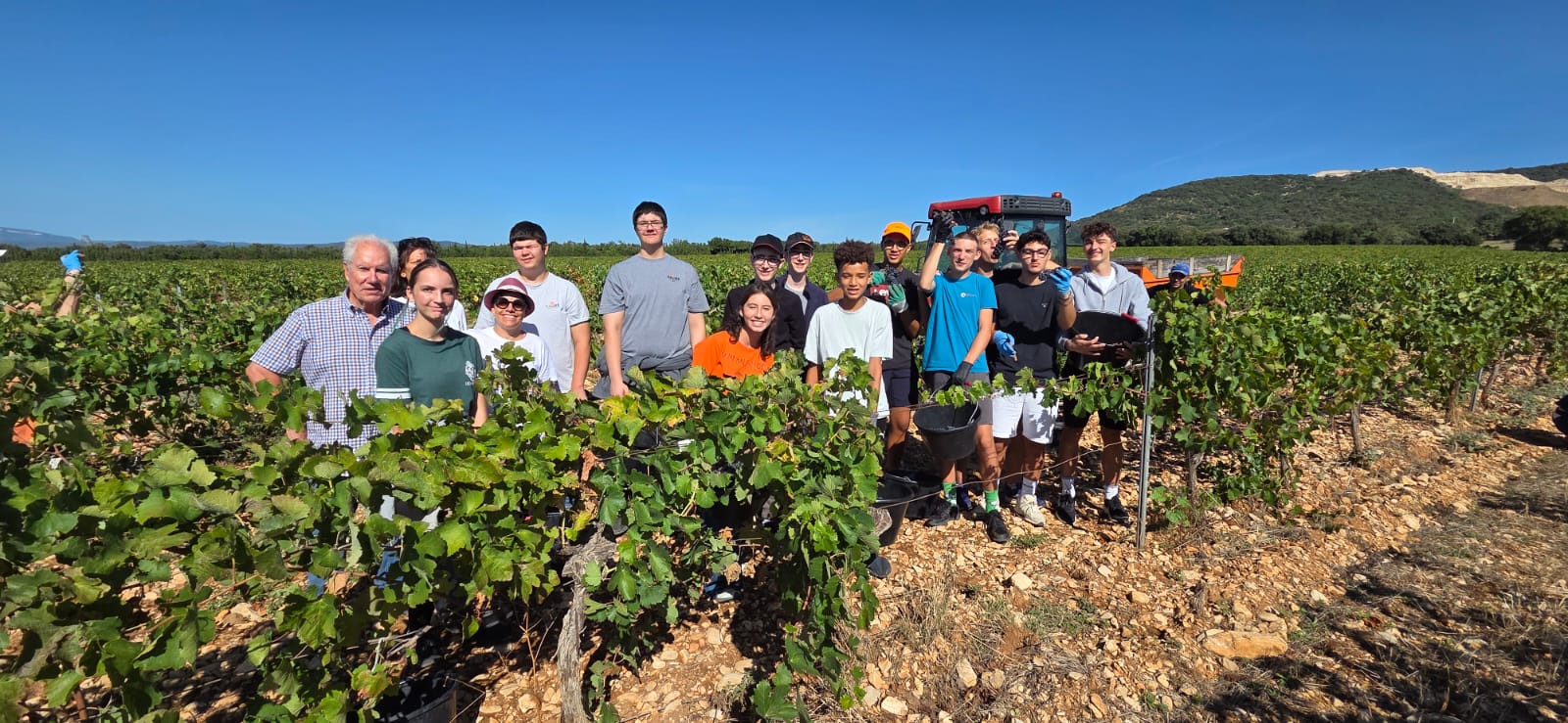 vendanges élèves germaniques