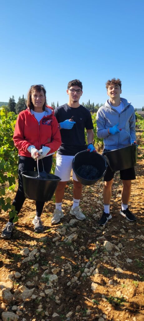 vendanges section allemand